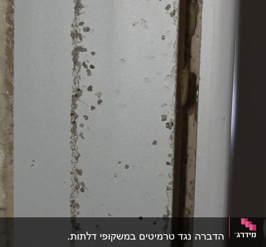 תמונה של חרקים בקיר, רלוונטי להדברה